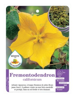 FREMONTODENDRON CALIFORNICUM