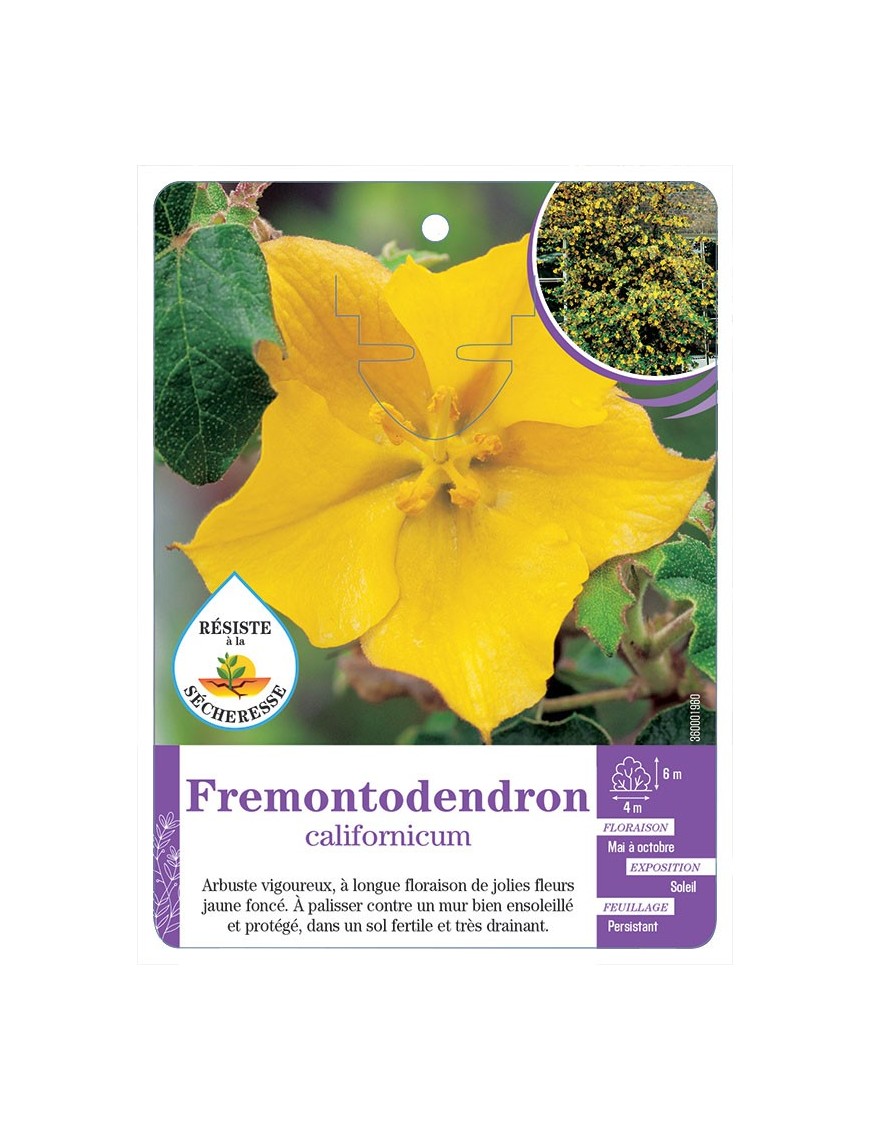 FREMONTODENDRON CALIFORNICUM