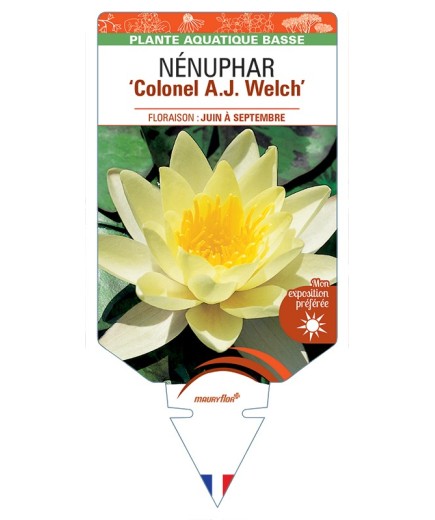 NYMPHAEA Colonel A.J. Welch voir NÉNUPHAR
