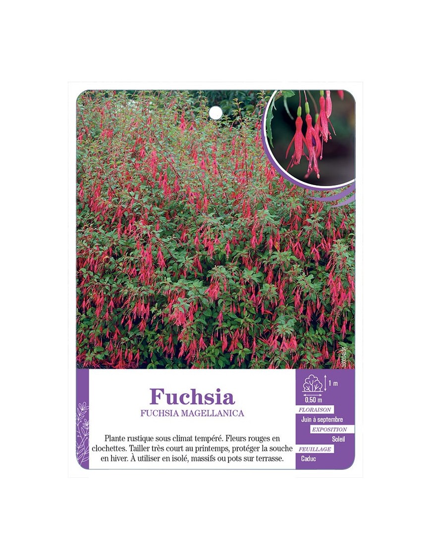 FUCHSIA MAGELLANICA