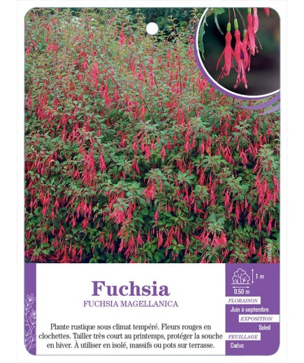 FUCHSIA MAGELLANICA
