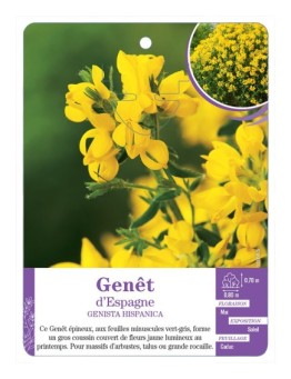 GENISTA HISPANICA voir Genêt d’Espagne