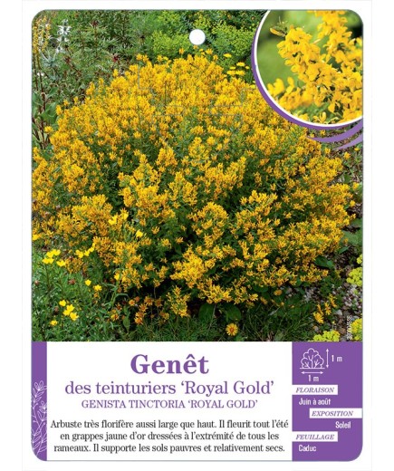 GENISTA TINCTORIA ROYEL GOLD voir Genêt des teinturiers