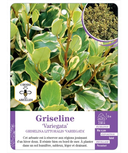 GRISELINA LITTORALIS VARIEGATA