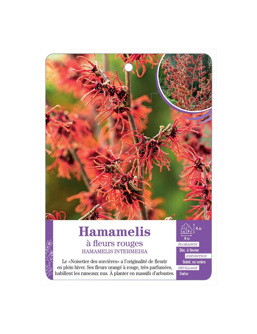 HAMAMELIS INTERMEDIA à fleurs rouges
