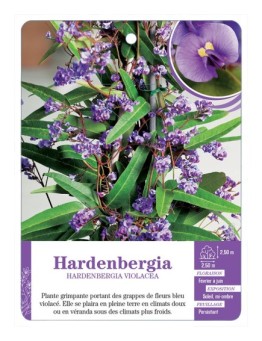 HARDENBERGIA VIOLACEA