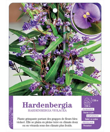 HARDENBERGIA VIOLACEA