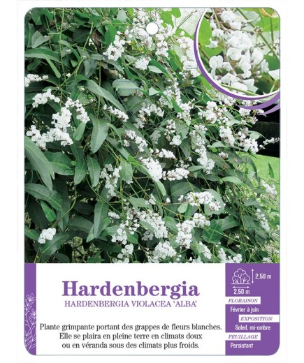 HARDENBERGIA VIOLACEA ALBA