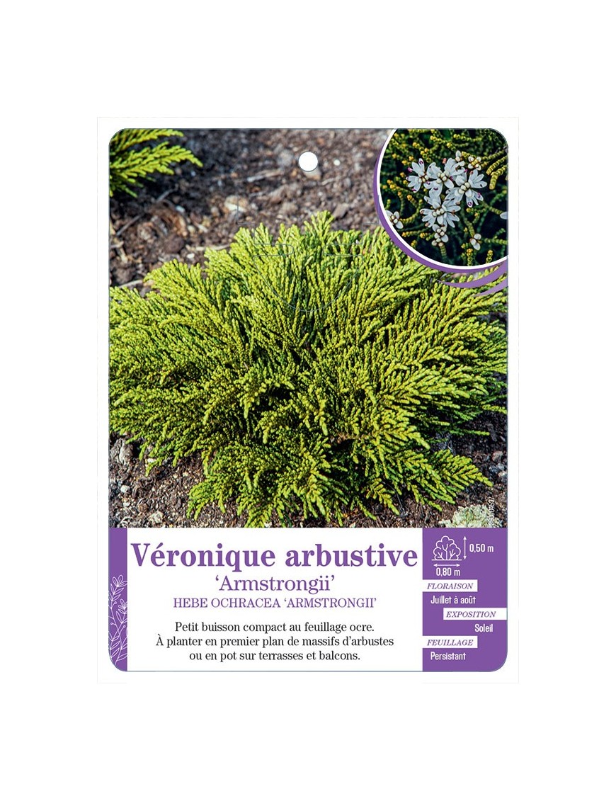 HEBE OCHRACEA ARMSTRONGII voir Véronique arbustive