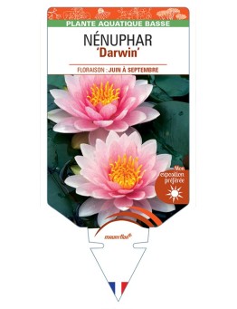NYMPHAEA Darwin voir NÉNUPHAR