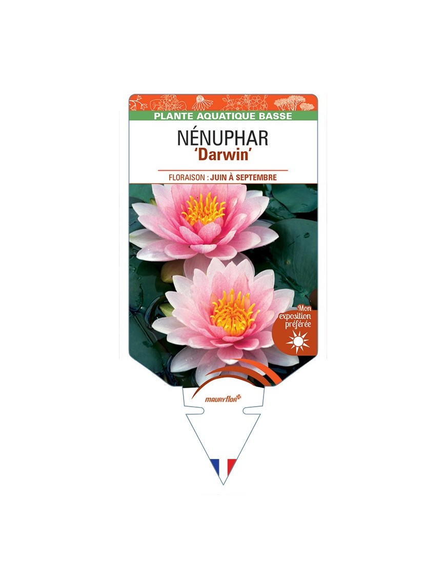 NYMPHAEA Darwin voir NÉNUPHAR