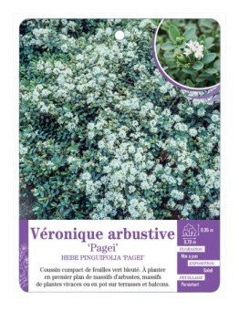 HEBE PINGUIFOLIA PAGEI voir Véronique arbustive