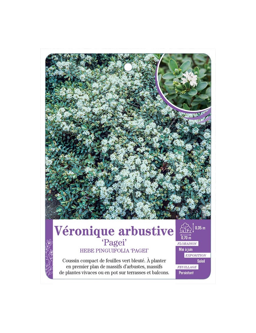HEBE PINGUIFOLIA PAGEI voir Véronique arbustive