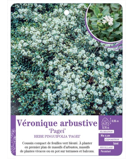 HEBE PINGUIFOLIA PAGEI voir Véronique arbustive