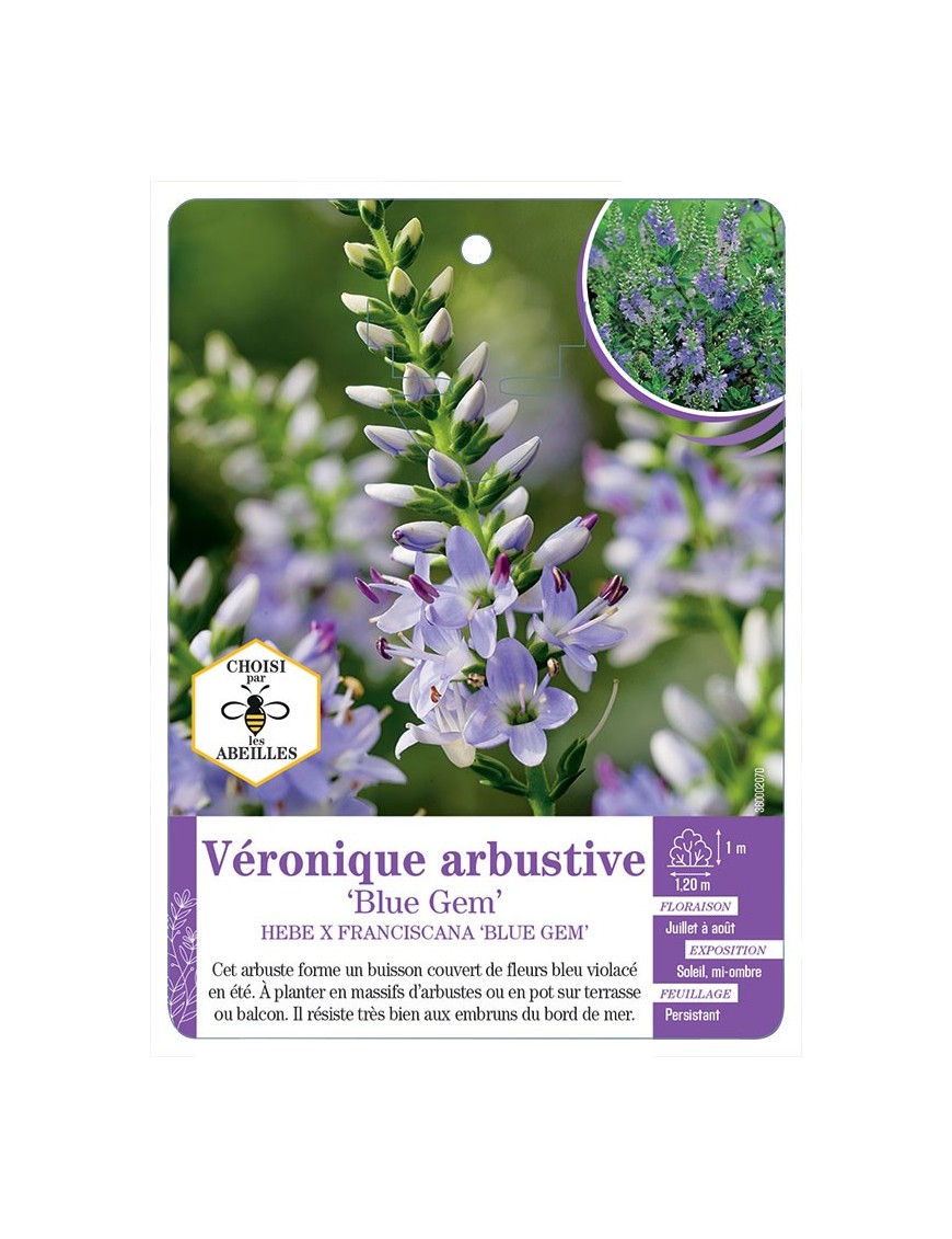 HEBE X FRANCISCANA BLUE GEM voir Véronique arbustive