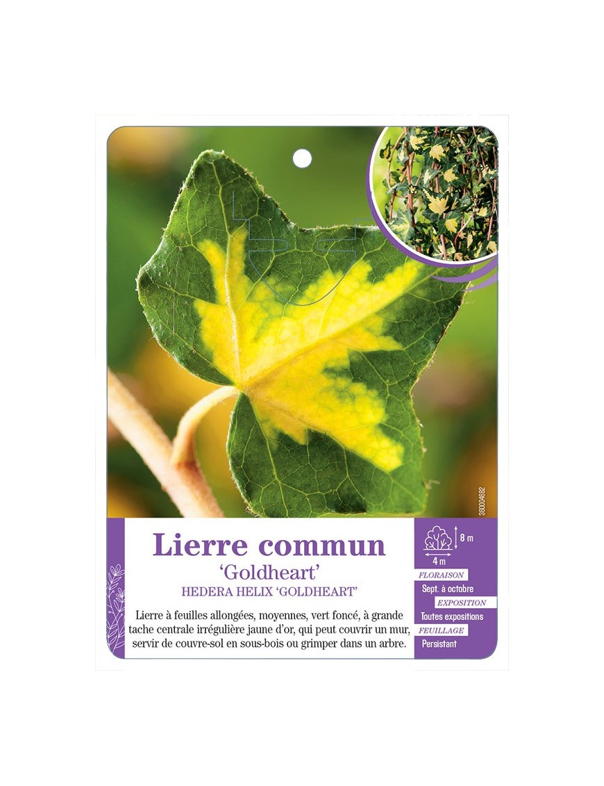 HEDERA HELIX GOLDHEART voir Lierre commun