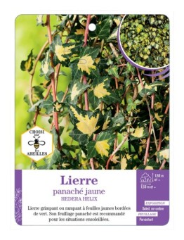 HEDERA HELIX voir Lierre panaché jaune