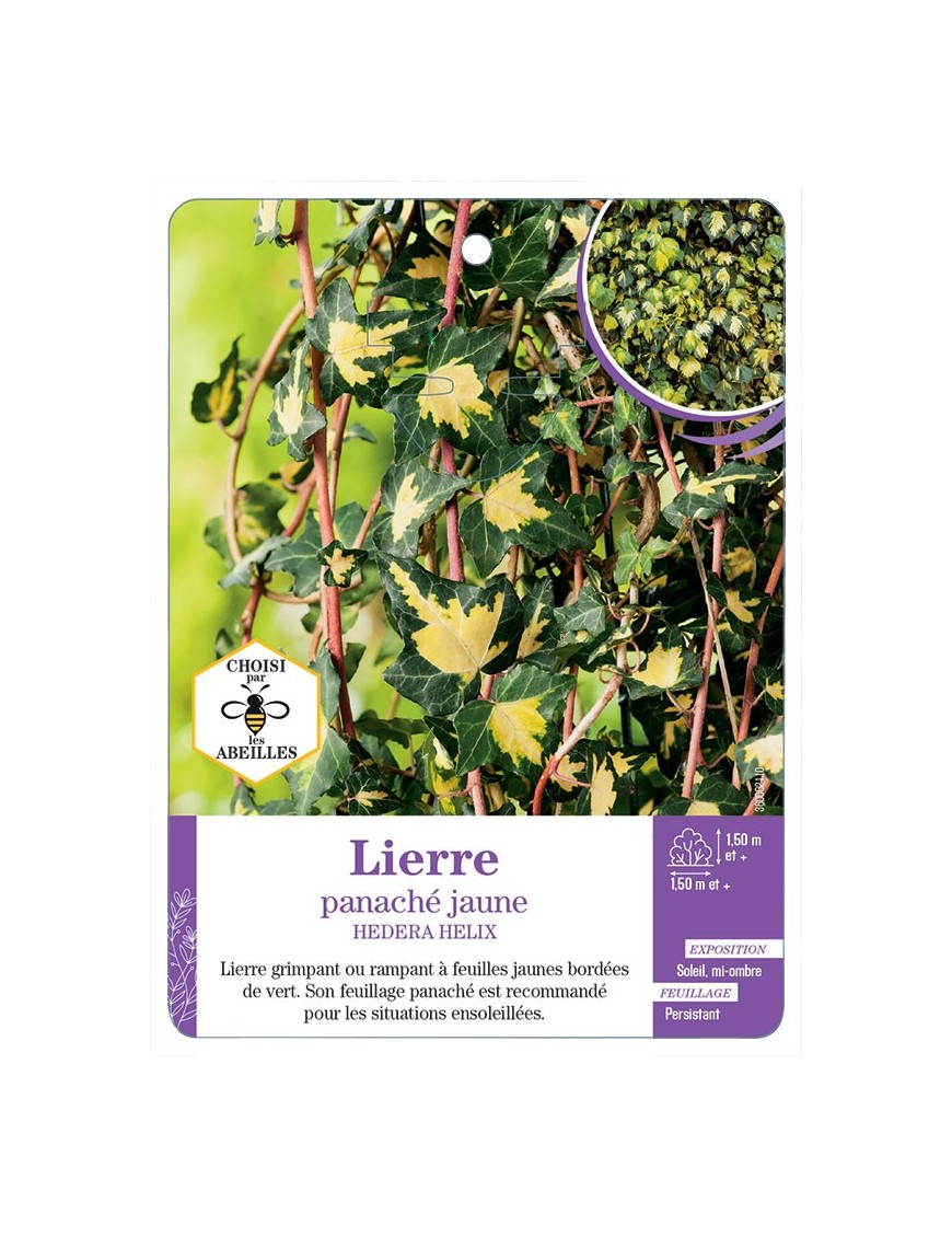 HEDERA HELIX voir Lierre panaché jaune