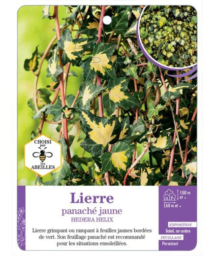 HEDERA HELIX voir Lierre panaché jaune