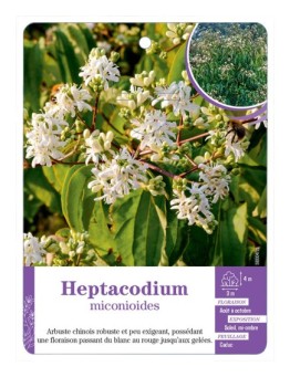 HEPTACODIUM MICONIOIDES