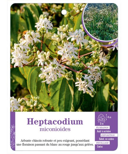 HEPTACODIUM MICONIOIDES