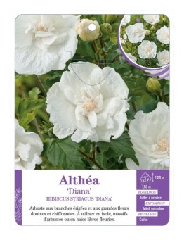 HIBISCUS SYRIACUS DIANA voir Althéa
