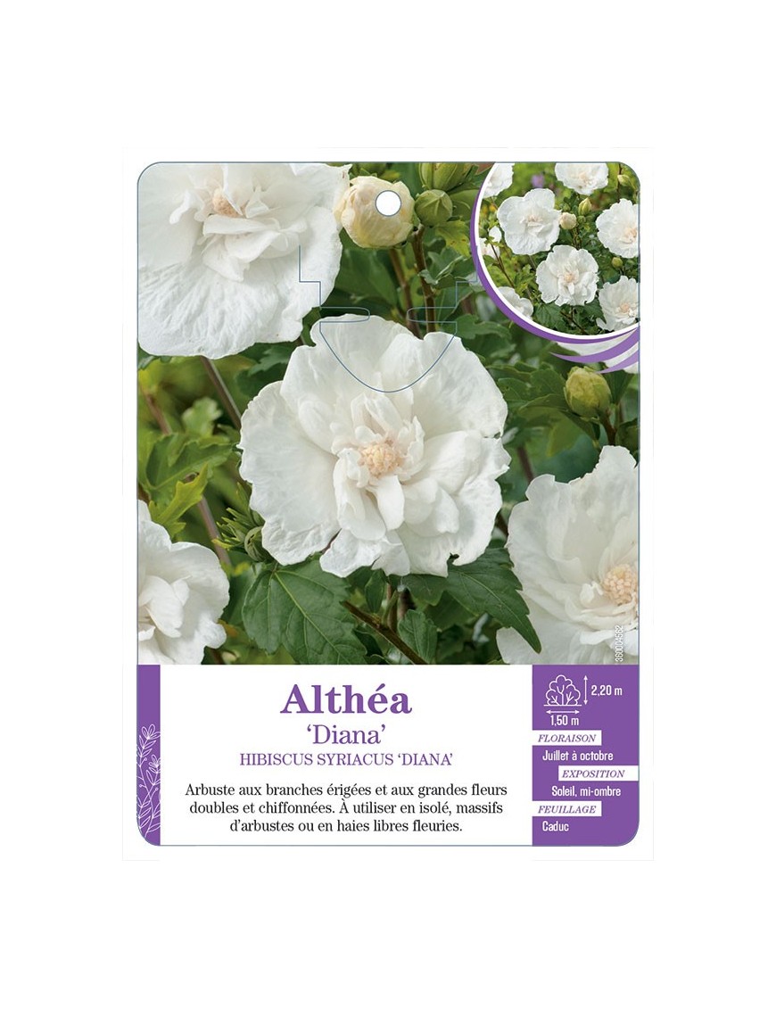 HIBISCUS SYRIACUS DIANA voir Althéa