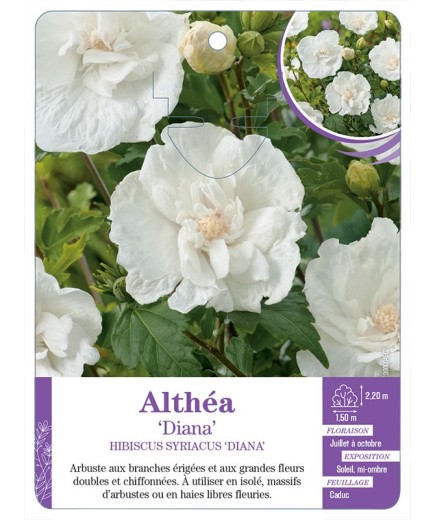 HIBISCUS SYRIACUS DIANA voir Althéa