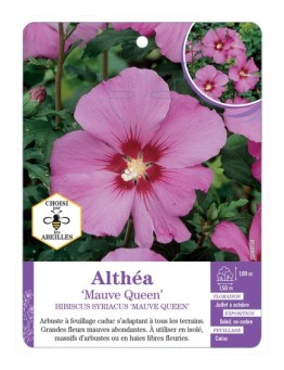 HIBISCUS SYRIACUS MAUVE QUEEN voir Althéa