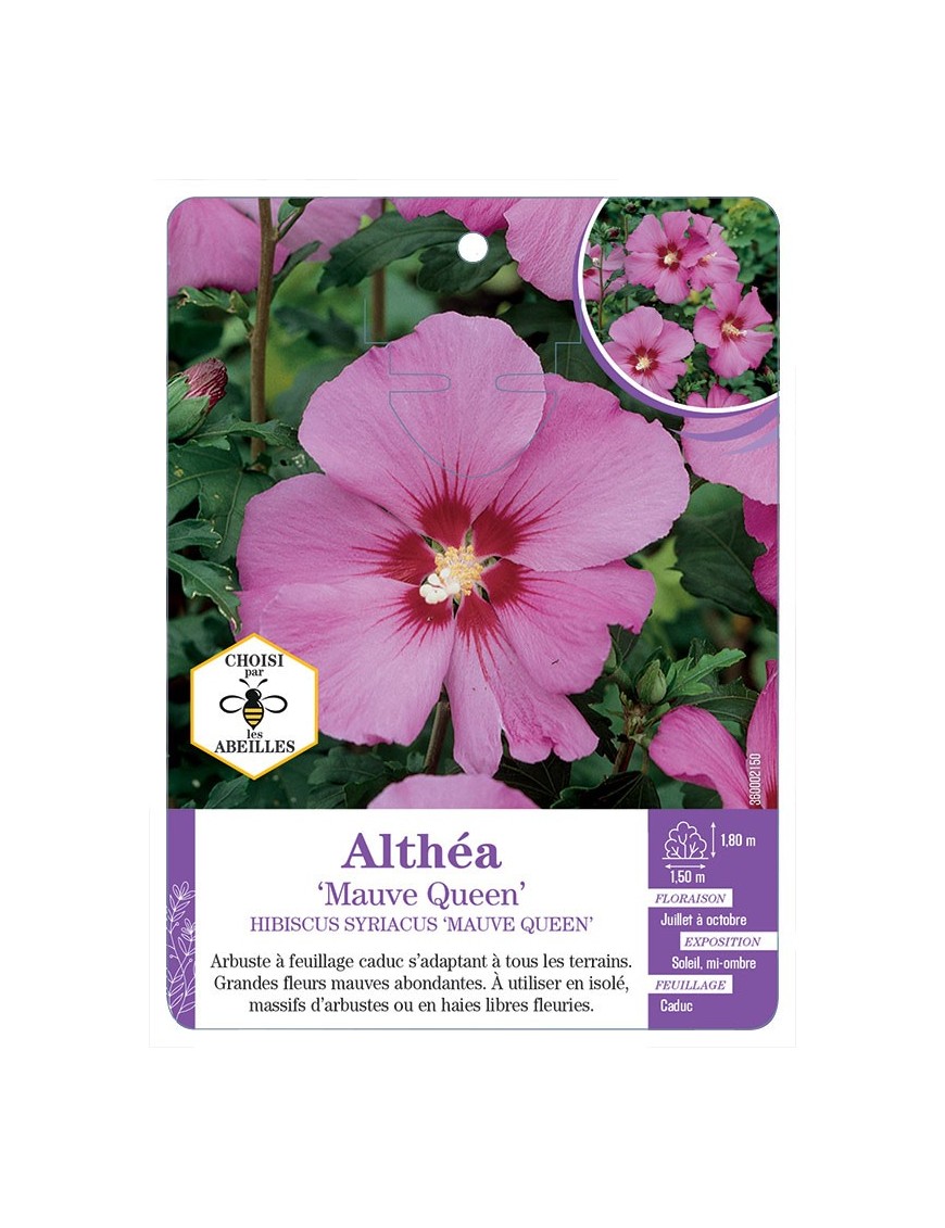 HIBISCUS SYRIACUS MAUVE QUEEN voir Althéa