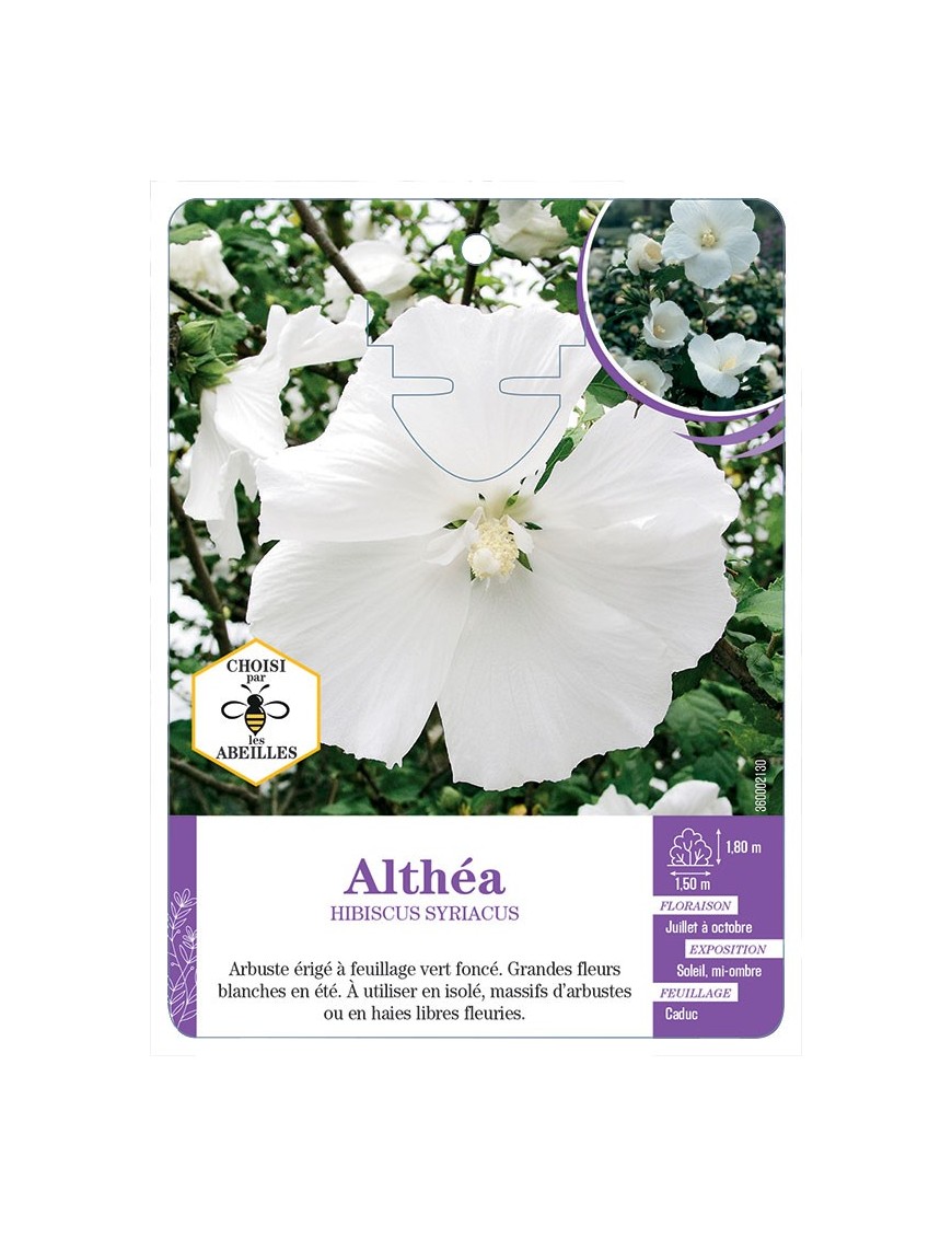 HIBISCUS SYRIACUS voir Althéa (blanc pur)