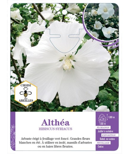 HIBISCUS SYRIACUS voir Althéa (blanc pur)