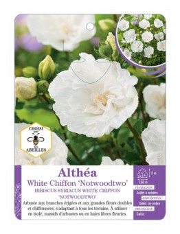 HIBISCUS SYRIACUS WHITE CHIFFON NOTWOODTWO voir Althéa