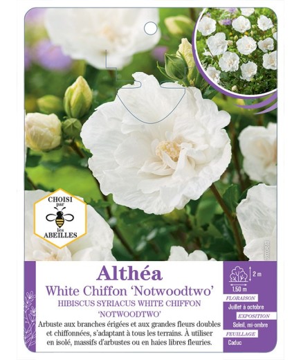 HIBISCUS SYRIACUS WHITE CHIFFON NOTWOODTWO voir Althéa