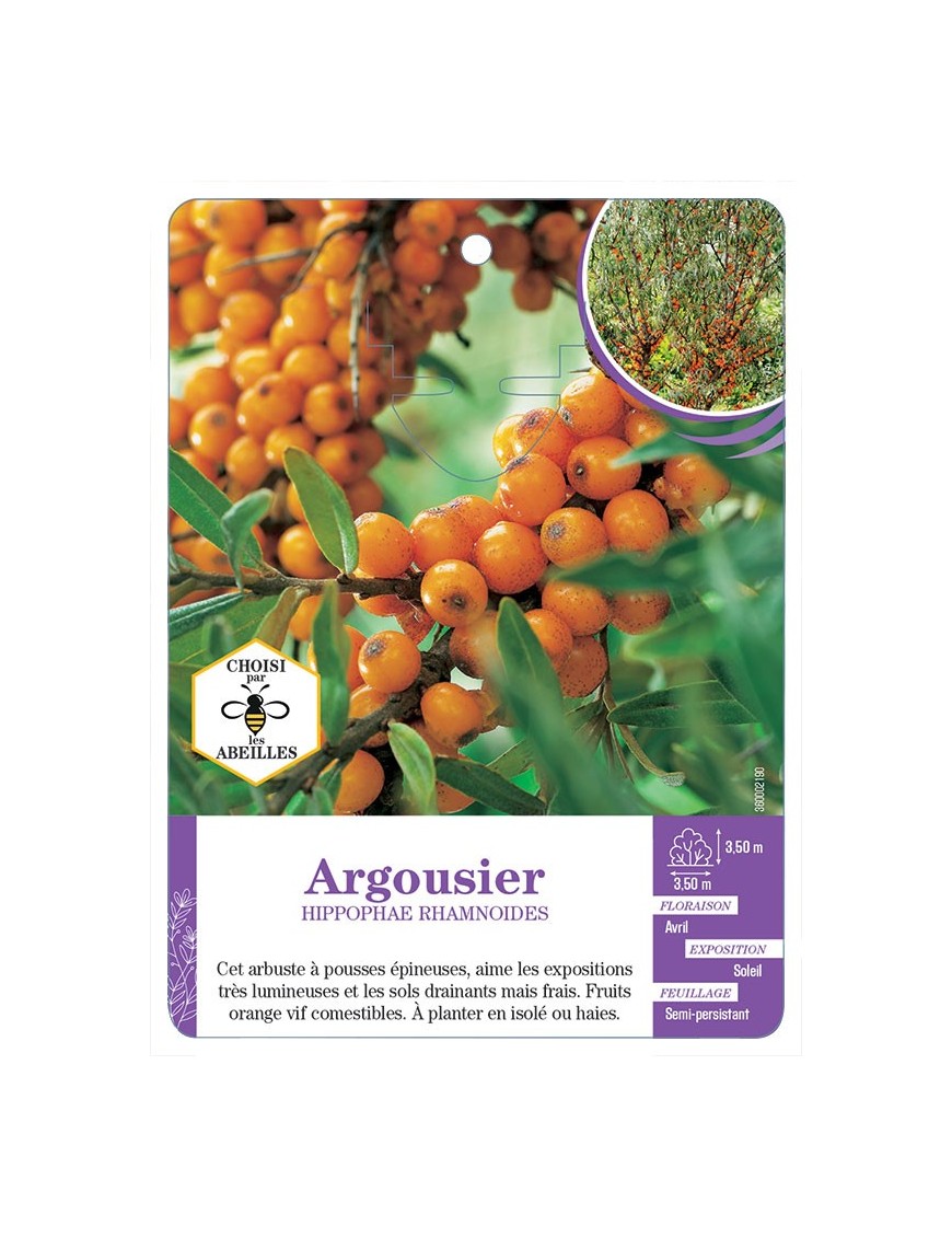 HIPPOPHAE RHAMNOIDES voir Argousier