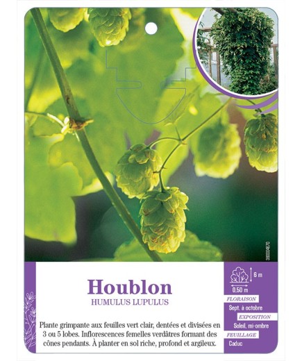 HUMULUS LUPULUS voir Houblon