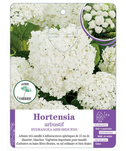 HYDRANGEA ARBORESCENS voir Hortensia arbustif