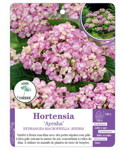 HYDRANGEA MACROPHYLLA AYESHA voir Hortensia