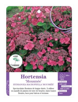 HYDRANGEA MACROPHYLLA MOUSMÉE voir Hortensia