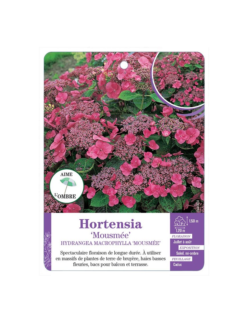 HYDRANGEA MACROPHYLLA MOUSMÉE voir Hortensia