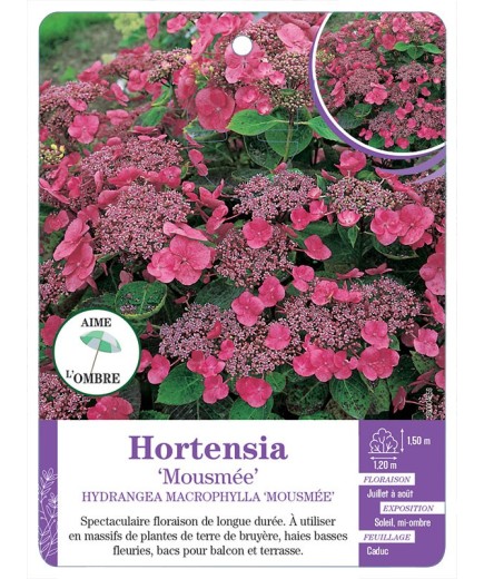 HYDRANGEA MACROPHYLLA MOUSMÉE voir Hortensia