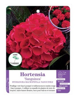 HYDRANGEA MACROPHYLLA SANGUINEA voir Hortensia