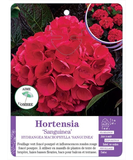 HYDRANGEA MACROPHYLLA SANGUINEA voir Hortensia