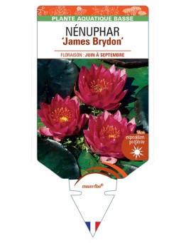NYMPHAEA James Brydon voir NÉNUPHAR