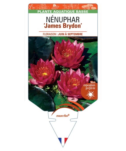 NYMPHAEA James Brydon voir NÉNUPHAR