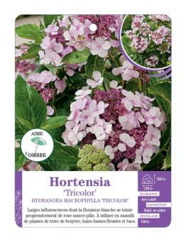 HYDRANGEA MACROPHYLLA TRICOLOR voir Hortensia