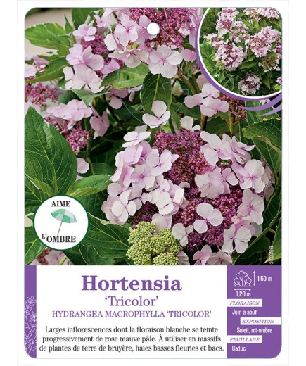 HYDRANGEA MACROPHYLLA TRICOLOR voir Hortensia