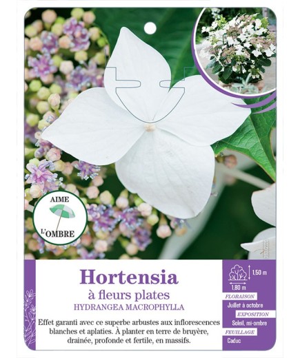 HYDRANGEA MACROPHYLLA voir Hortensia à fleurs plates (blanc)