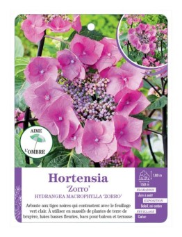 HYDRANGEA MACROPHYLLA ZORRO voir Hortensia