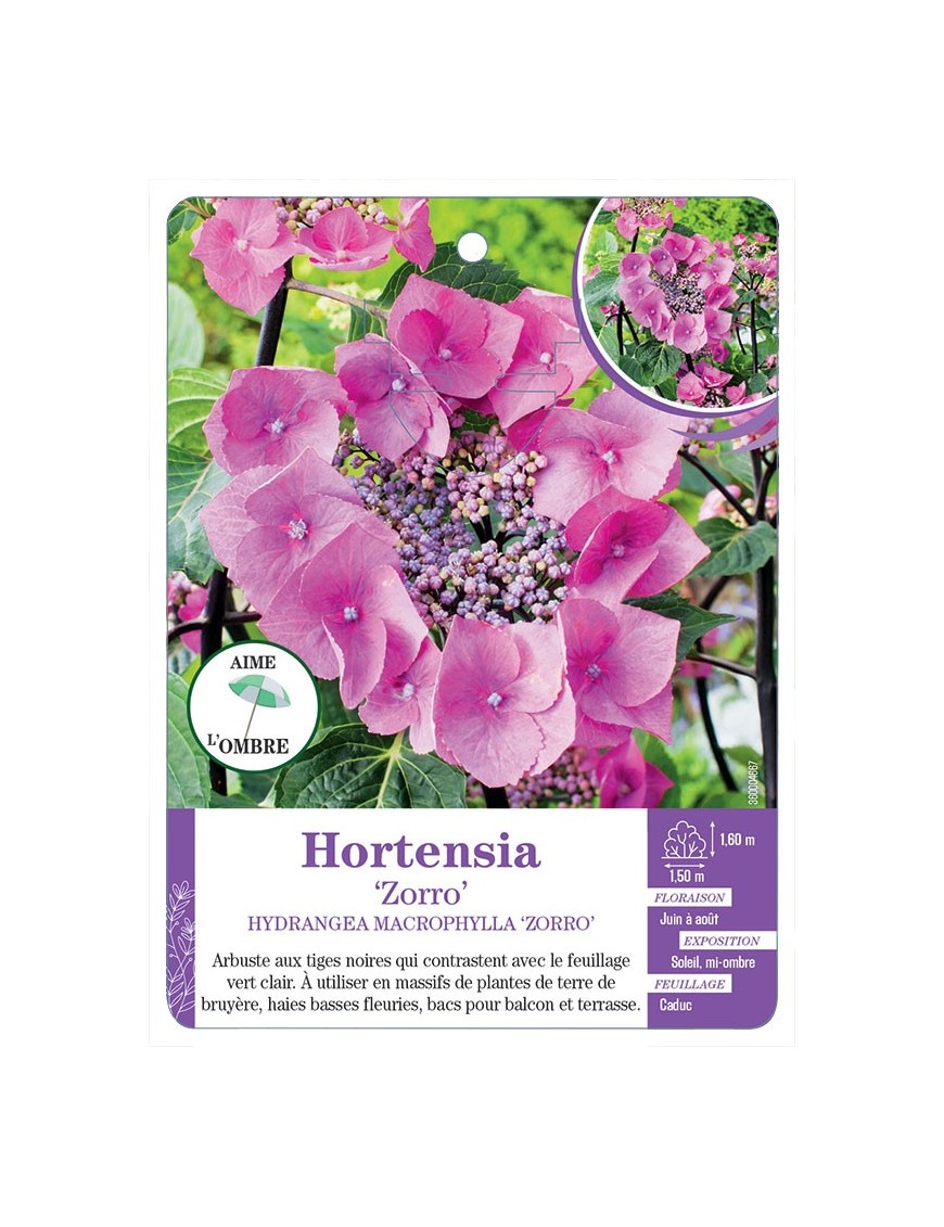 HYDRANGEA MACROPHYLLA ZORRO voir Hortensia